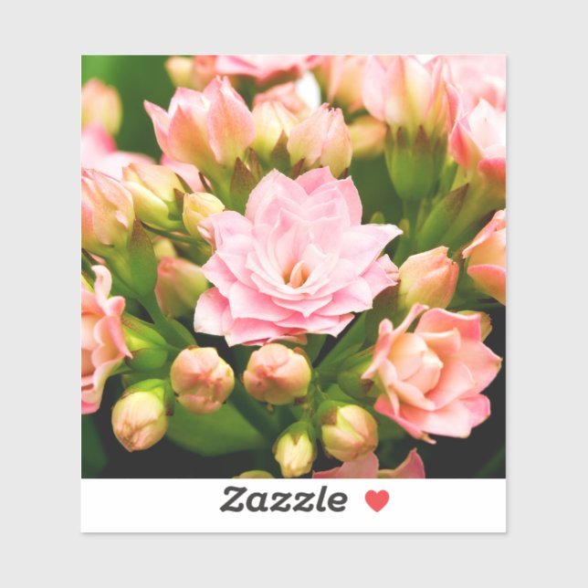 Pegatina Kalanchoe calandiva (Hoja)