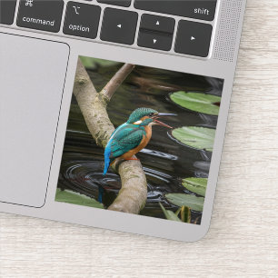 Pegatina Kingfisher Bird