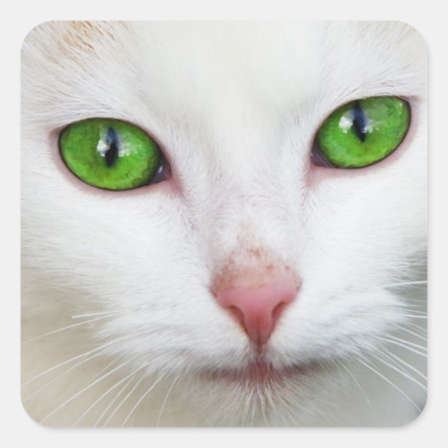 Pegatina Kitty "Green Eyes" (Anverso)