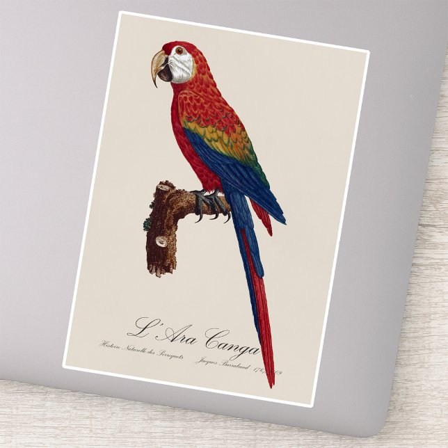 Pegatina L' Ara Macao / Scarlet Macaw (Scarlet Macaw or Red-Breasted Macaw, Ara macao. Sticker)