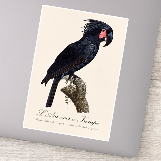 Pegatina L' Ara Noir a Trompe / Cacatúa Palmera  (L' Ara Noir a Trompe / Palm Cockatoo. Sticker)