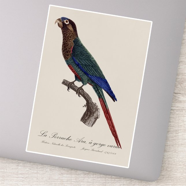 Pegatina La Perruche Ara, una especie de garganta (The Painted Parakeet, Pyrrhura Picta. Sticker )