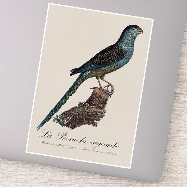 Pegatina La Perruche ingambe (Ground Parrot or Swamp Parrot, Pezoporus Wallicus. Sticker)