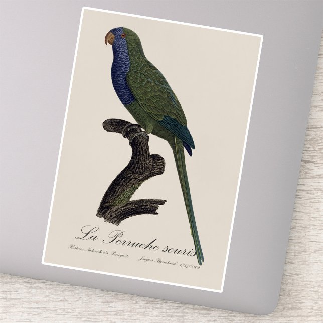 Pegatina La Perruche souris / Monk Parakeet (Monk Parakeet or Monk Parrot, Myiopsitta Monachus. Sticker)