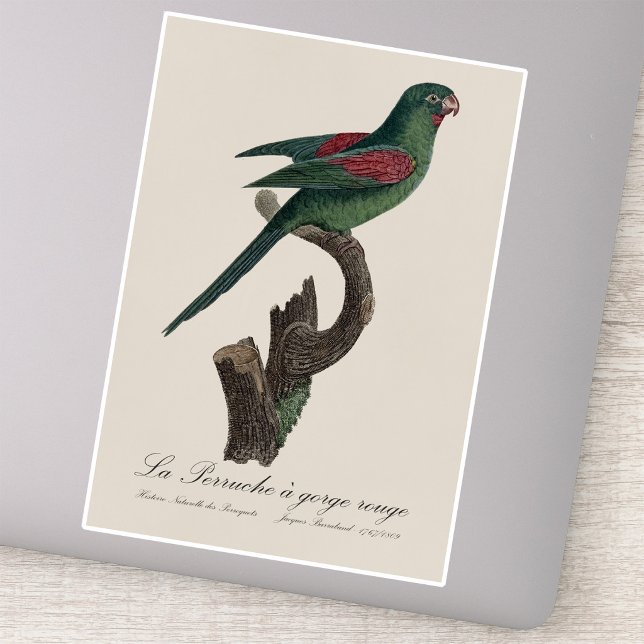 Pegatina La Perruche un gorge rouge (Orange-Chinned Parakeet, Brotogeris jugularis. Sticker)