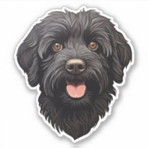 Labradoodle Perro Negro