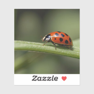 Pegatina Ladybug Insect