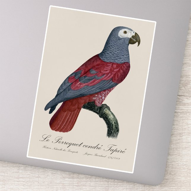 Pegatina Le Perroquet cendre Tapire (African Grey Parrot Red Factor Psittacus Erithacus. Sticker)