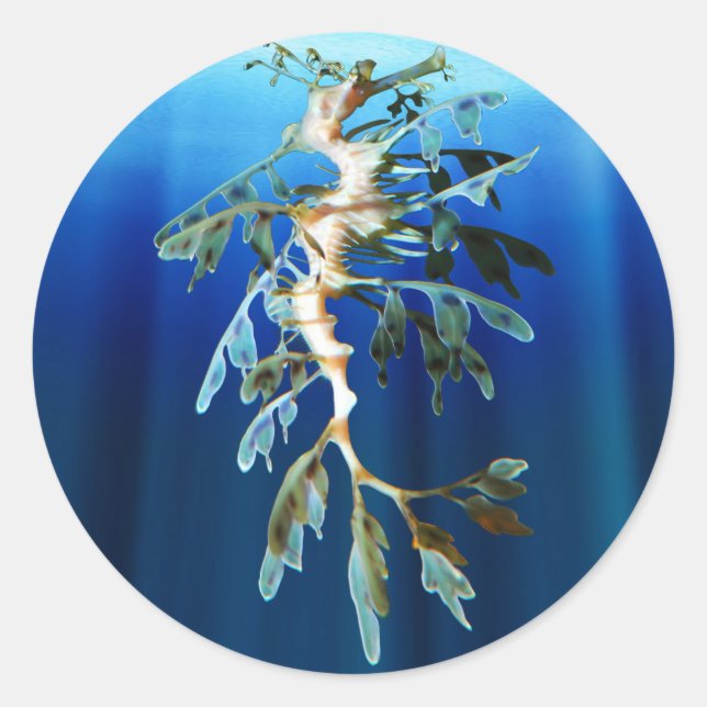 Pegatina Leafy Sea Dragon (Anverso)