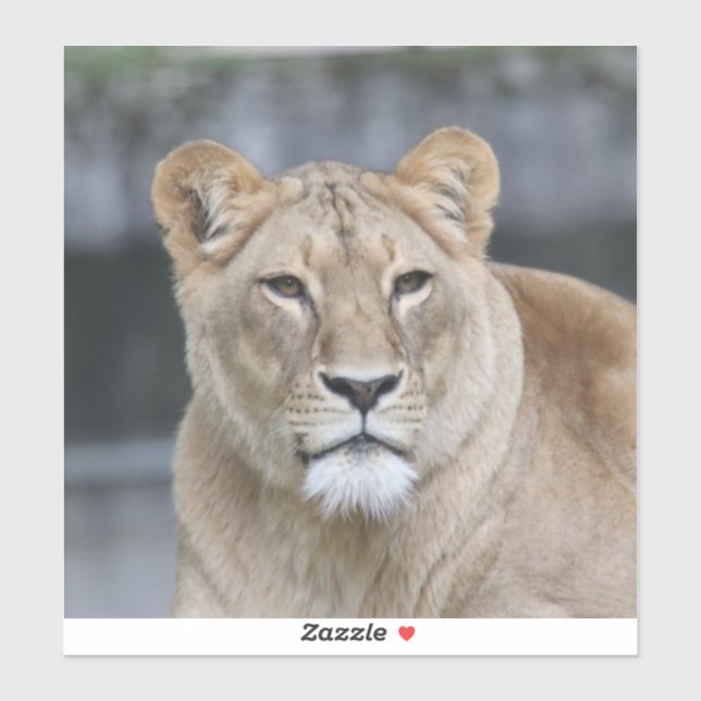 Pegatina León 004 (Hoja)