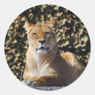 Pegatina Lioness