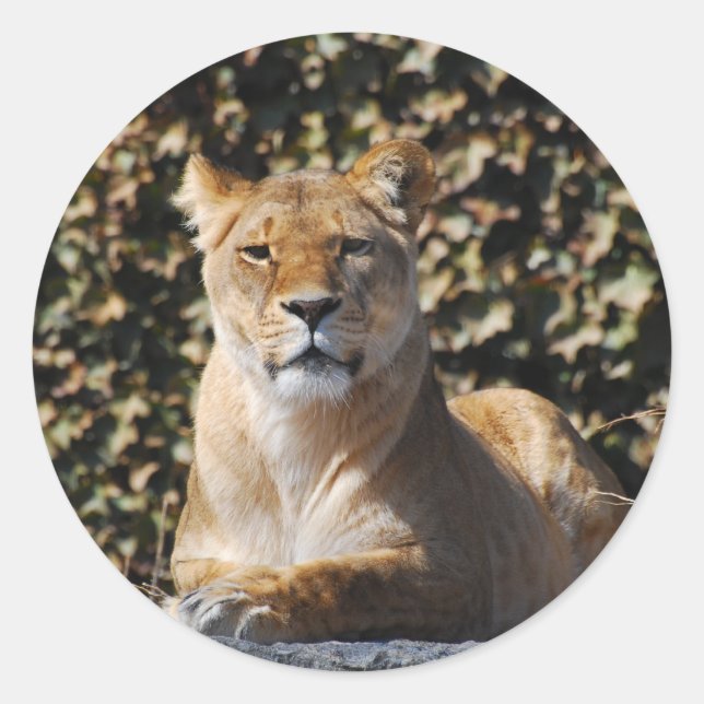Pegatina Lioness (Anverso)