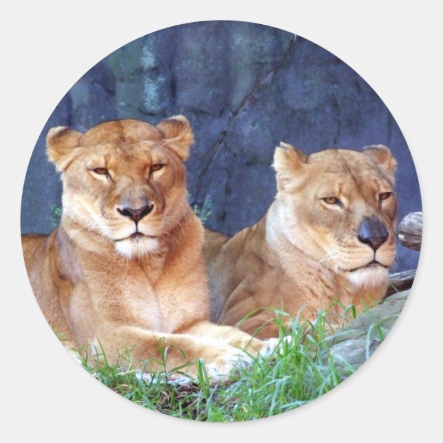 Pegatina Lioness (Anverso)