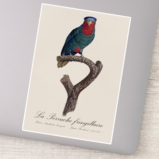 Pegatina Lori de corona azul, Vini Australis (Blue-Crowned Lorikeet, Vini Australis. Sticker)