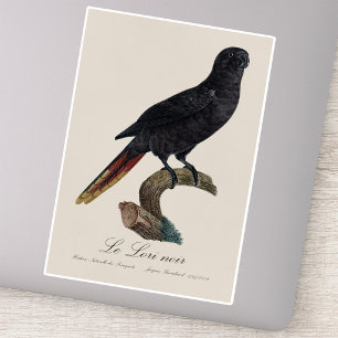 Pegatina Lori negro o Lori de plumas rojas, Chalcopsitta at