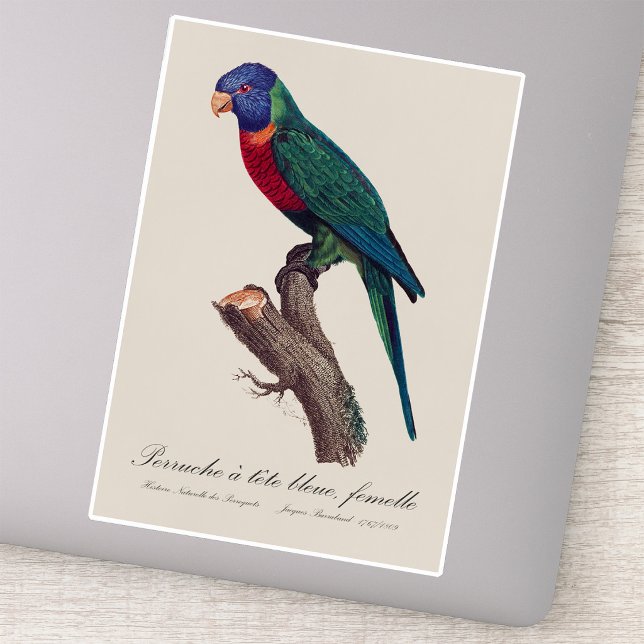 Pegatina Loricito arcoíris hembra, Trichoglossus moluccanus (Perruche a tete bleue, femelle / Rainbow lorikeet, female. Sticker)