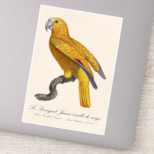 Pegatina Loro del Paraíso de Cuba, Psittacus Paradisi