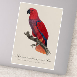 Pegatina Loro Eclecto de Vosmaer, Eclectus Roratus Vosmaeri