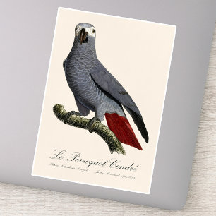 Pegatina Loro gris africano, Psittacus erithacus, vintage