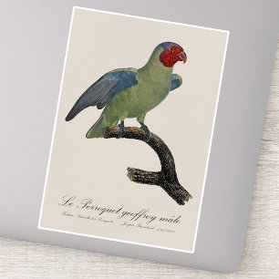Pegatina Loro mejilla roja macho, Geoffroyus geoffroyi