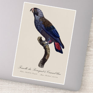Pegatina Loro obscuro o Pionus obscuro, Pionus fuscus