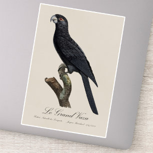 Pegatina Loro Vasa Mayor, Coracopsis Vasa Ilustración