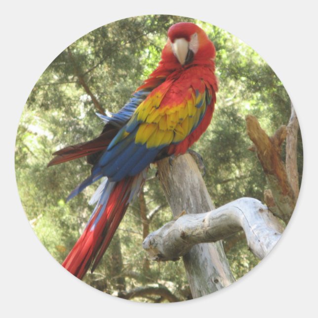 Pegatina Macaw Parrot (Anverso)