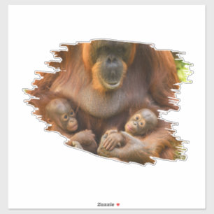 Pegatina Madre de Orangutan sosteniendo dos bebés