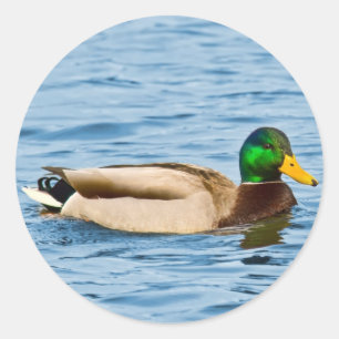 Pegatina Male Mallard Duck