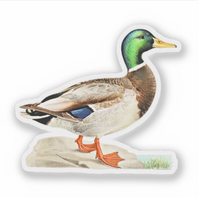 Pegatina Mallard Duck (Anverso)