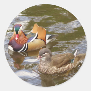 Pegatina Mandarin Ducks