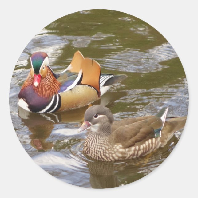 Pegatina Mandarin Ducks (Anverso)