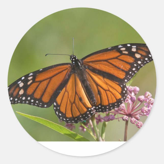 Pegatina Mariposa Monarca macho en Asclepias incarnata (Anverso)