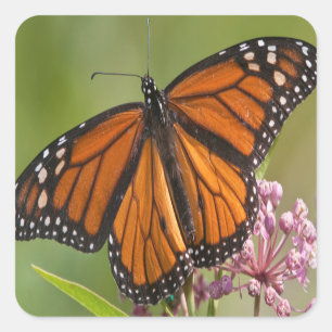 Pegatina Mariposa Monarca macho en Asclepias incarnata
