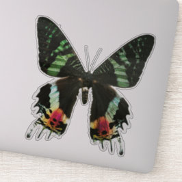 Pegatina Mariposa Multicolor irlandesa