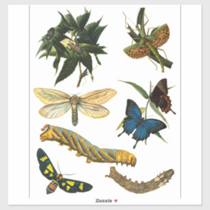Pegatina Mariposas Bugs de escarabajos Insectos Arte de Col
