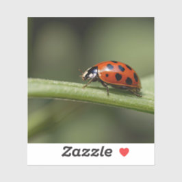 Pegatina Mariquita Insecto