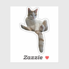 Pegatina Maybe You Should Cover That Up? Cat