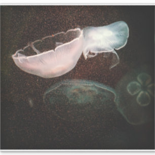 Pegatina Medusas Hermosas