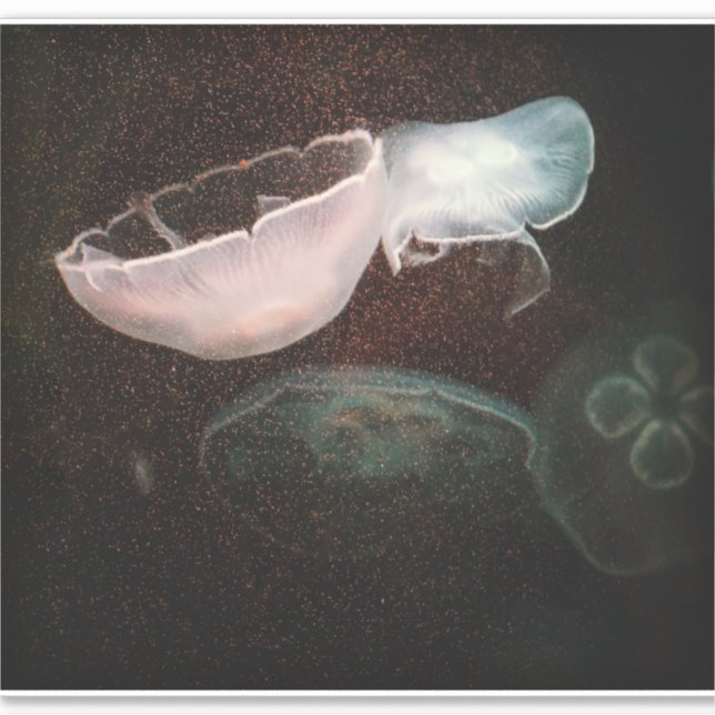 Pegatina Medusas Hermosas (Anverso)
