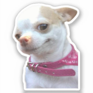Pegatina Meme Perro Chihuahua Bonito
