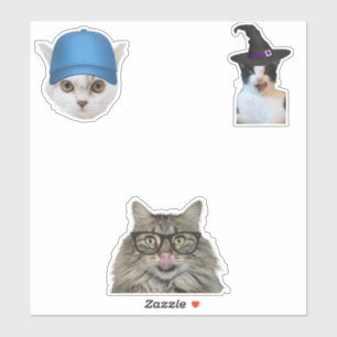 Pegatina memes de gatos