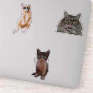Pegatina Memes de Guay Cat