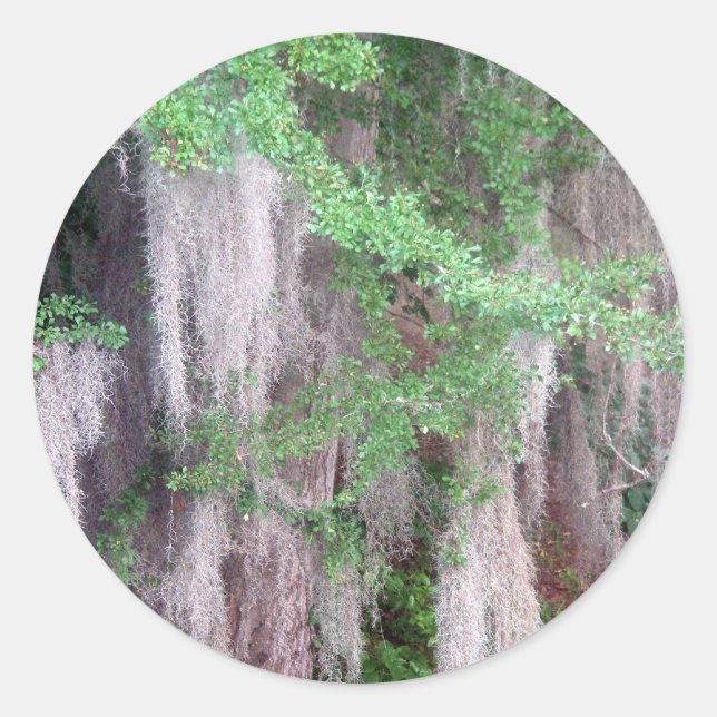 Pegatina Moss de España (Anverso)