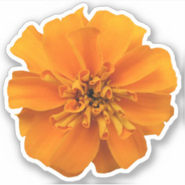 Pegatina Naranja Marigold Flower Countour