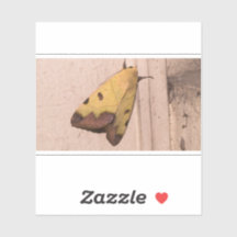 Ophiusa tirhaca, el drab verde