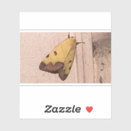 Pegatina Ophiusa tirhaca, la parda verde