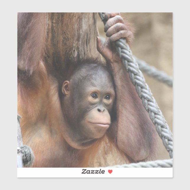 Pegatina OrangUtan 002 (Hoja)