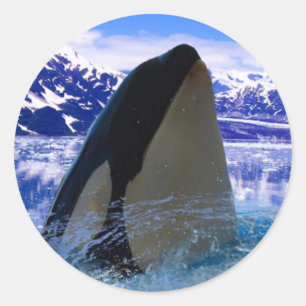 Pegatina Orca/Sellos
