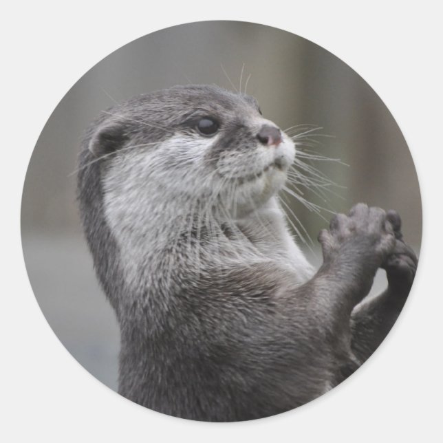 Pegatina Otter Mastermind (Anverso)